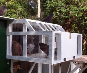 Medicating, Feeding and Training Racing Pigeons for Racing