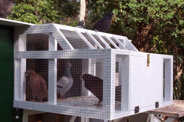 Medicating, Feeding and Training Racing Pigeons for Racing