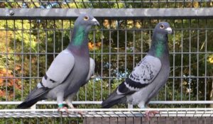 Keeping racing pigeons healthy Tom DeMartino