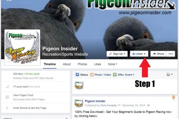 Join the Pigeon Insider Facebook VIP List in 5 Easy Steps