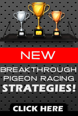 New breakthrough pigeon racing strategies! Click here.