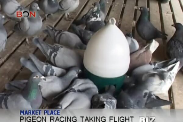 Pigeon Racing Taking Flight in China