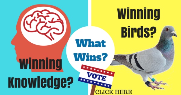 Winning Racing Pigeons or Winning Knowledge