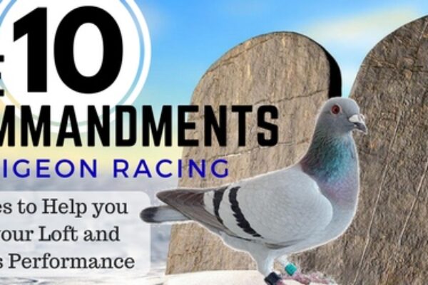 Pigeon Racing – 10 Commandments to Increase Your Lofts Performance