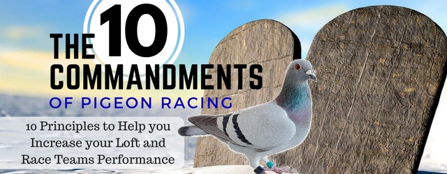 Pigeon Racing 10 Commandments